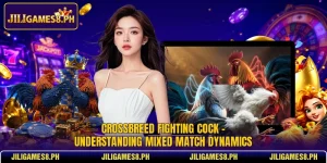 crossbreed fighting cock understanding mixed match dynamics