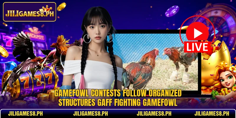 Gamefowl contests follow organized structures Gaff Fighting Gamefowl