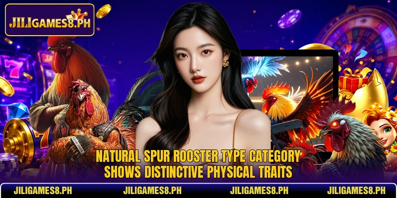Natural spur rooster type category shows distinctive physical traits