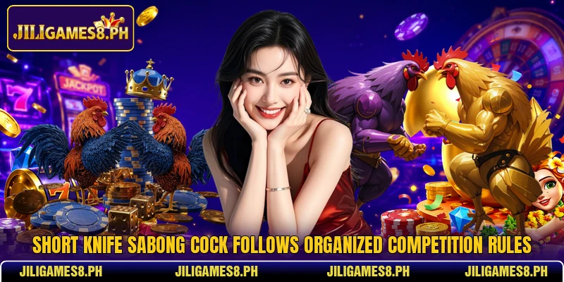 Short Knife Sabong Cock follows organized competition rules